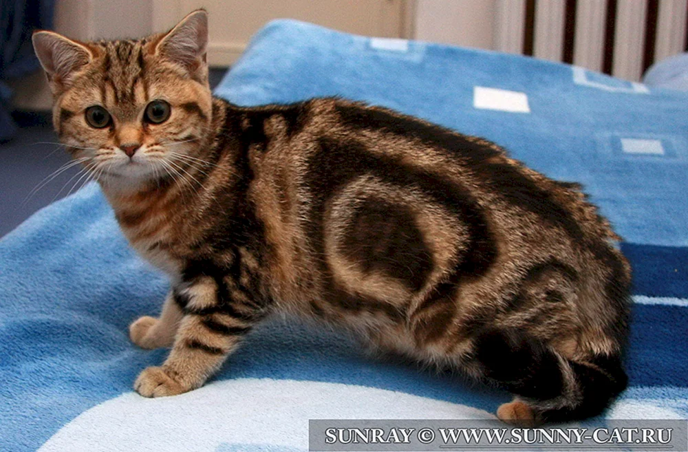 Britisch marmoriert tabby