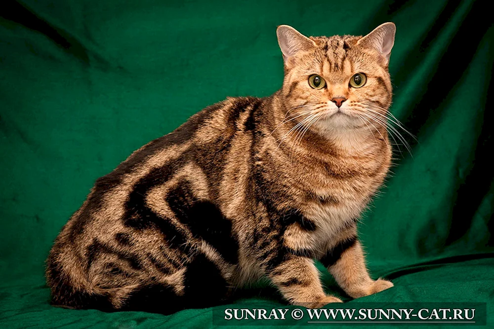 Britisch gestromt Katze