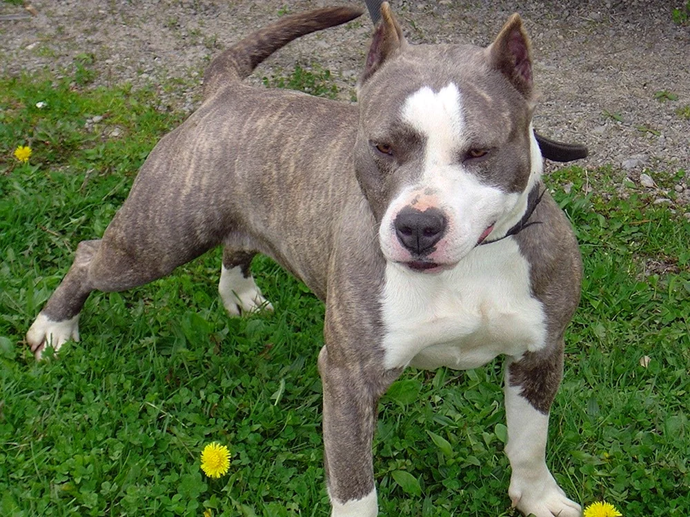 Marbled Staffordshire Terrier