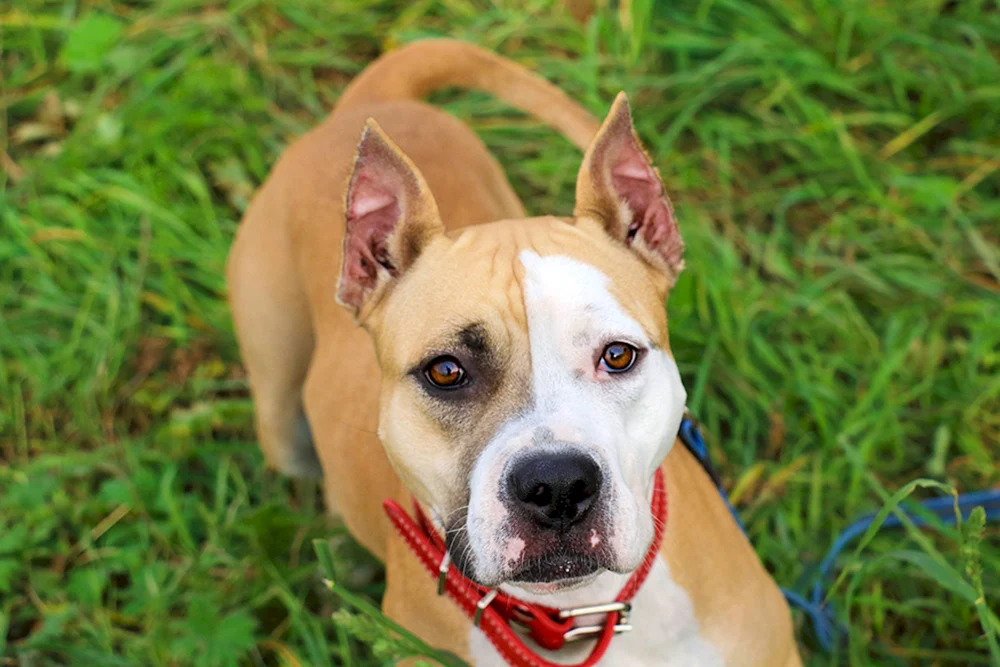 Amerikanischer Staffordshire Terrier