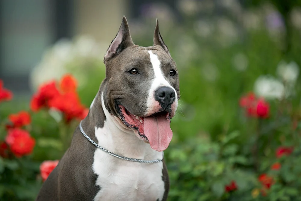 Marmorierter Staffordshire Terrier