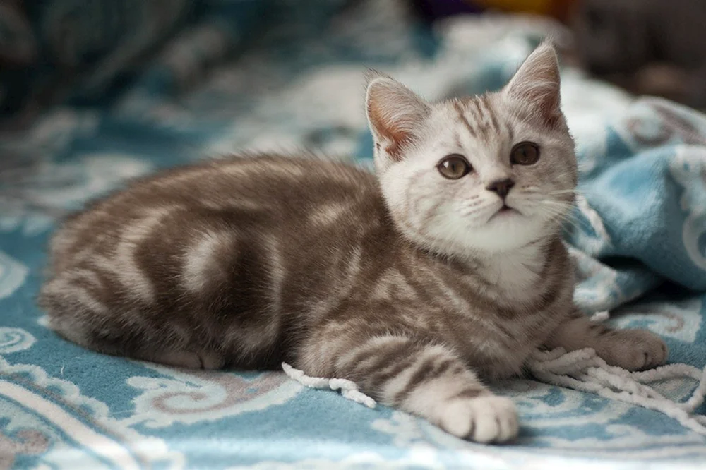 Britische gestromte Katze marmoriert