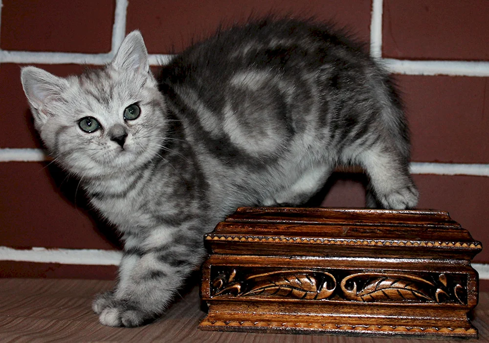 Britisch Kurzhaar marmoriert Katze