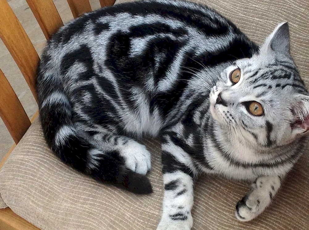Britisch marmoriert tabby