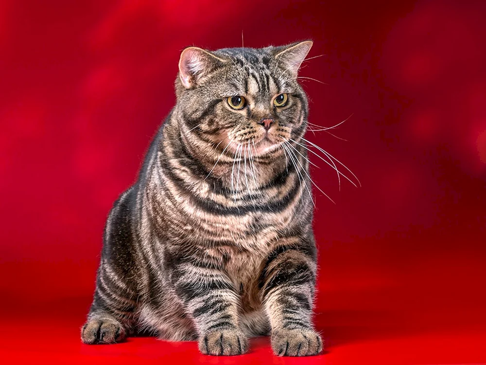 Scottish Straight Tabby cat