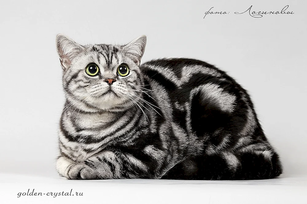 Bengal marmoriert. Farbe