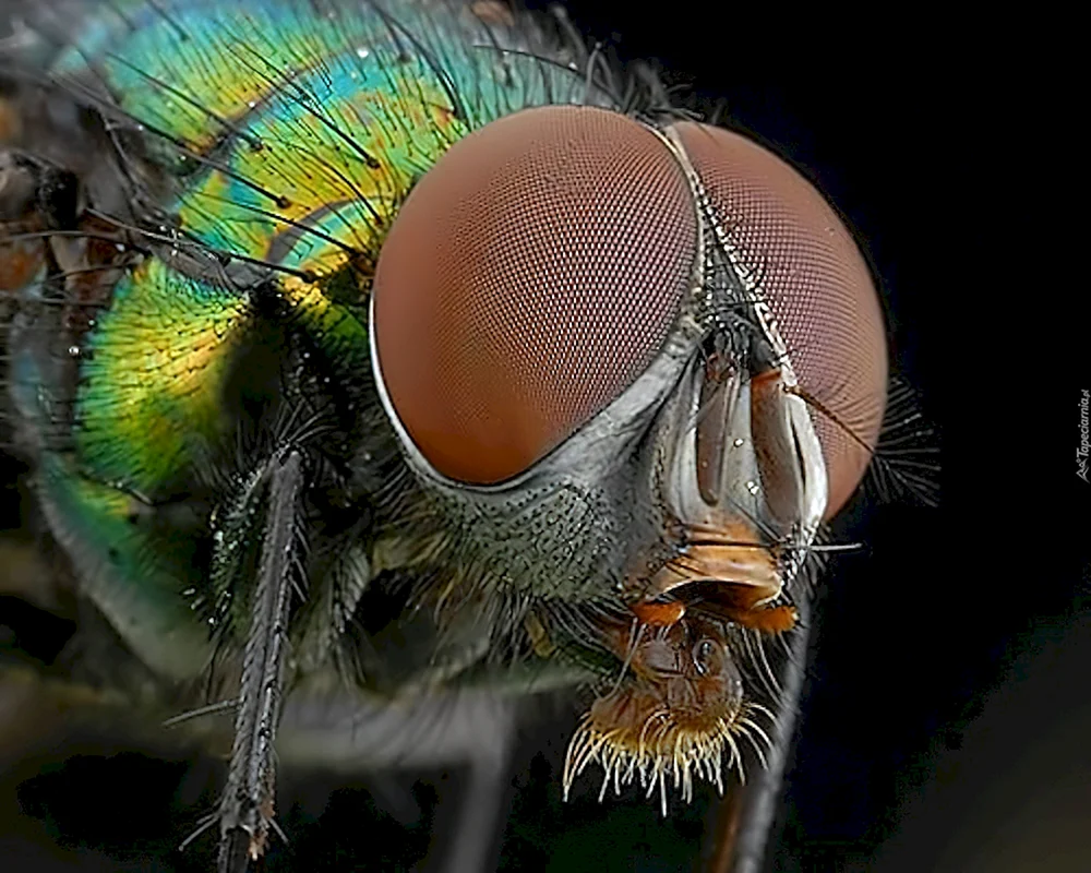 CECE-Fliege