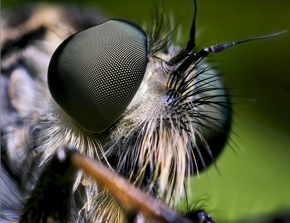 Schmetterling mit Augen auf den Flügeln