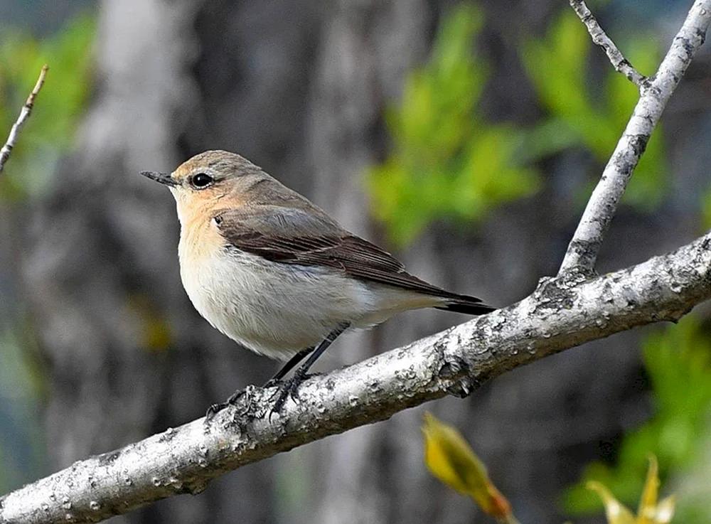 Kronendrossel