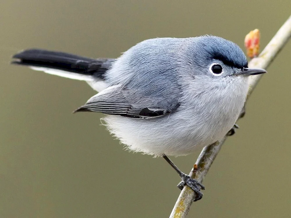 Schwanzschnäpper