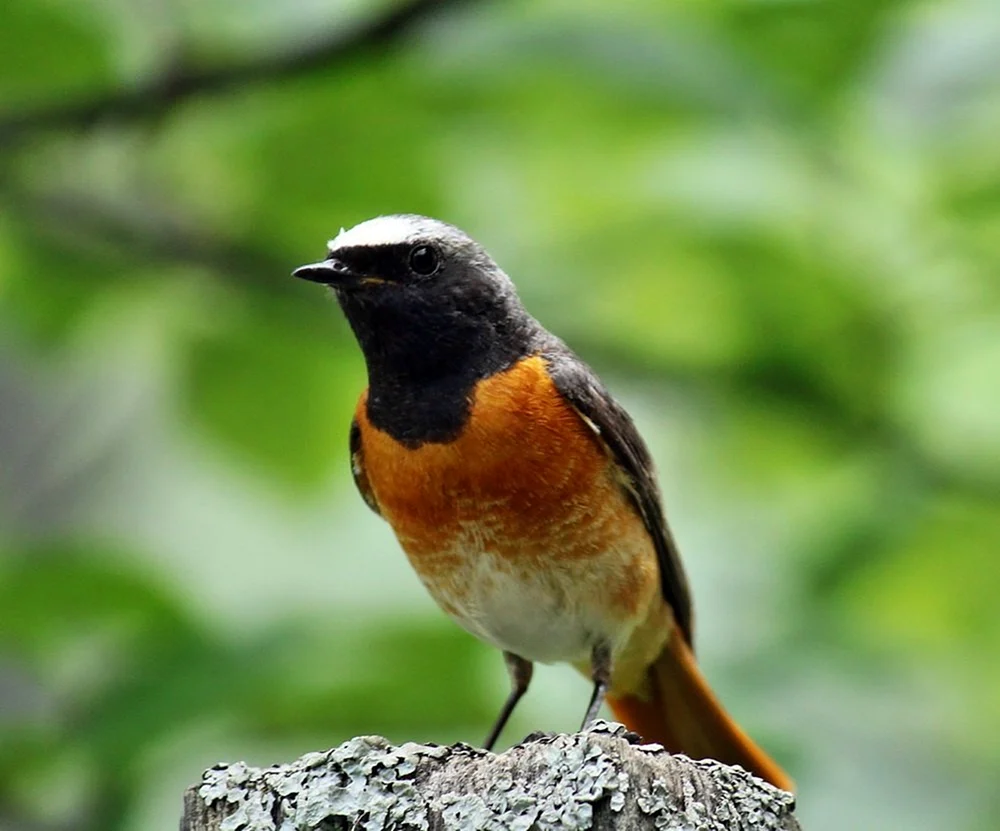 Neckenspecht Picus canus