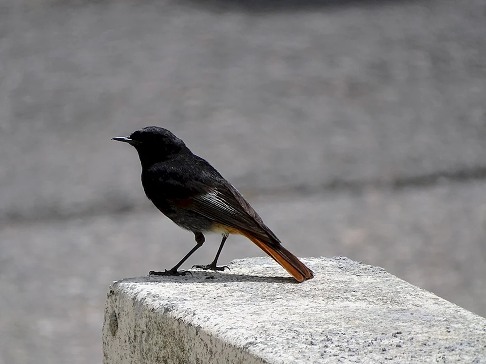 Flycatcher