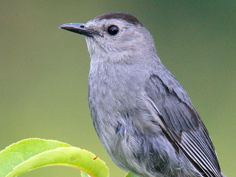 Kleiner grauer Fliegenschnäpper