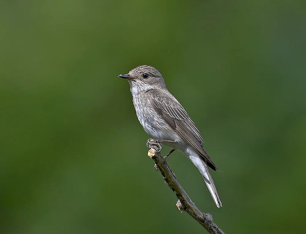 Fliegenschnäpper Grauer Katzenvogel