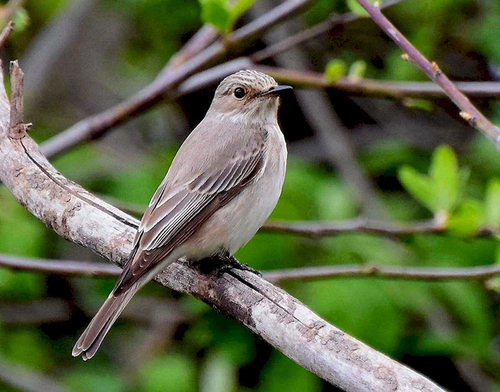 Grauer Katzenvogel Vogel Vogel