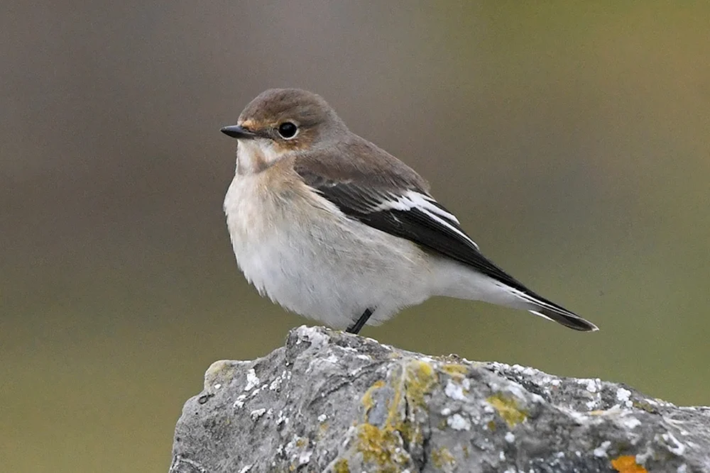 Grey Jay