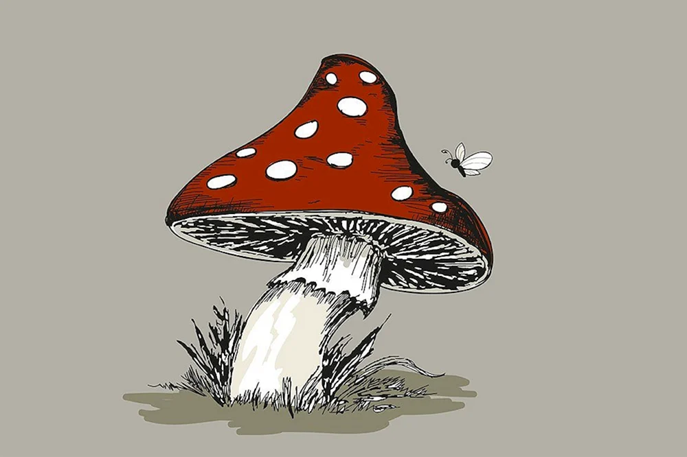 Fliegenpilz zeichnen