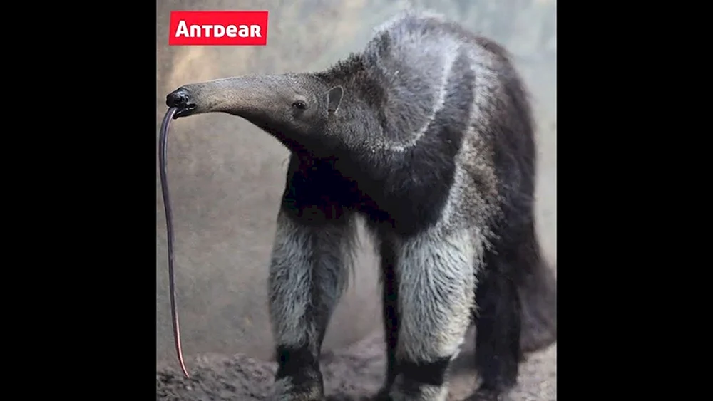 Yurumi's Ameisenbär