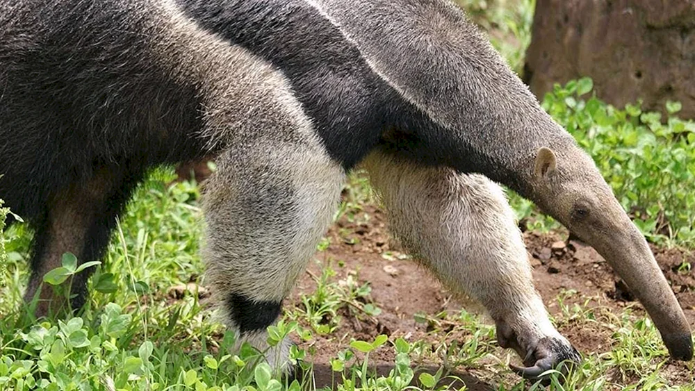 Riesen-Tamandua-Ameisenbär von Südamerika