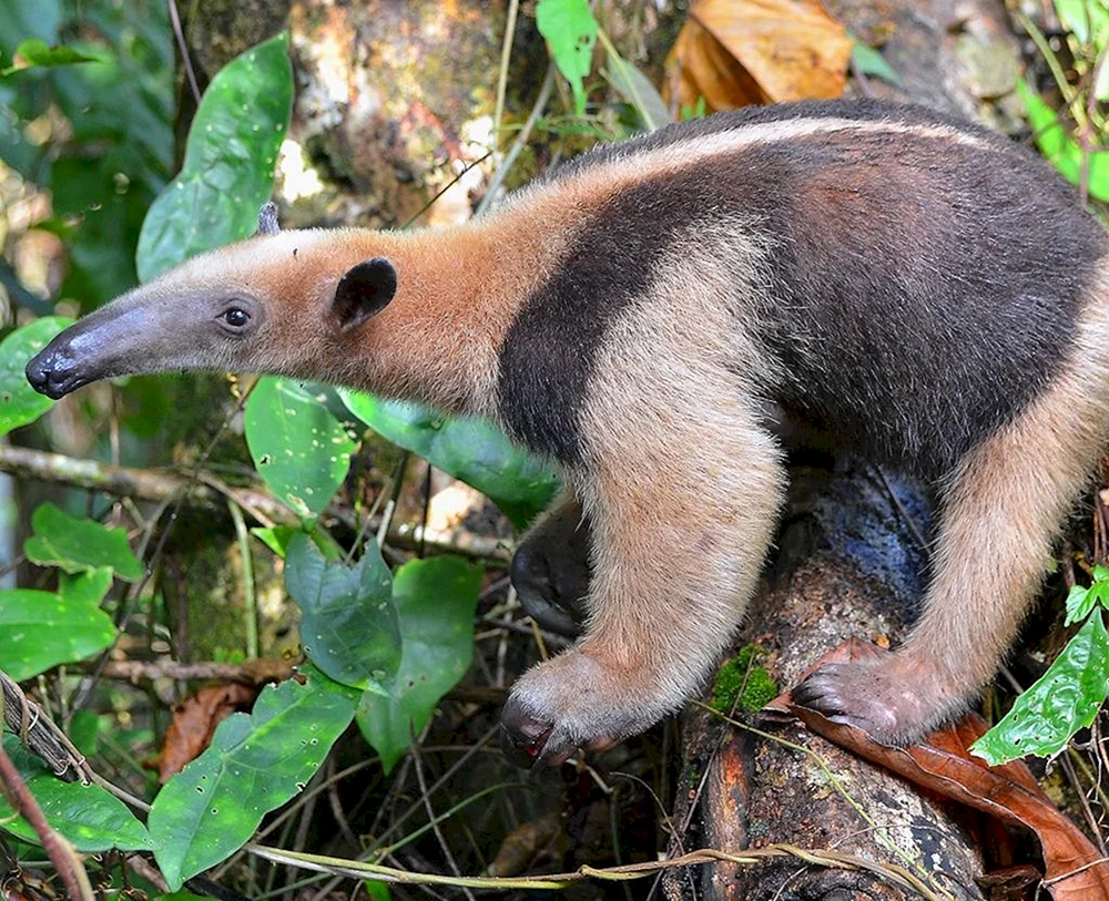Riesenameisenbär von Südamerika