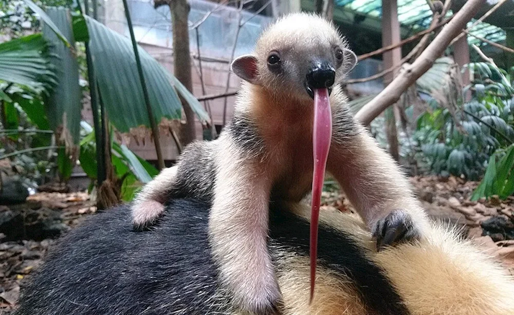 Riesenameisenbär von Südamerika. Südamerika