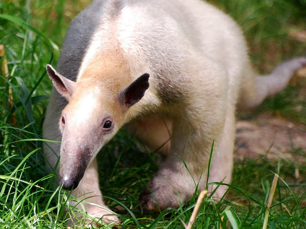 Tamandua-Ameisenbär von Südamerika