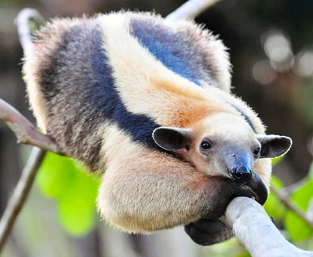 Yurumi-Ameisenbär.