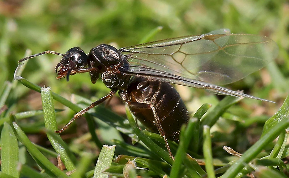 Fliegendes ameisenähnliches Insekt