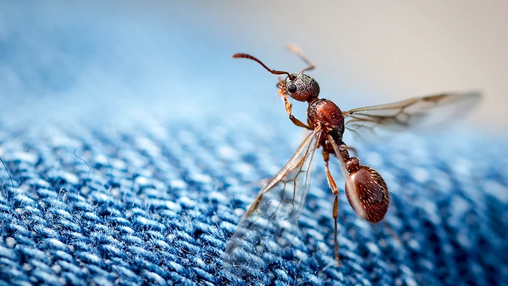 Camponotus saxatilis