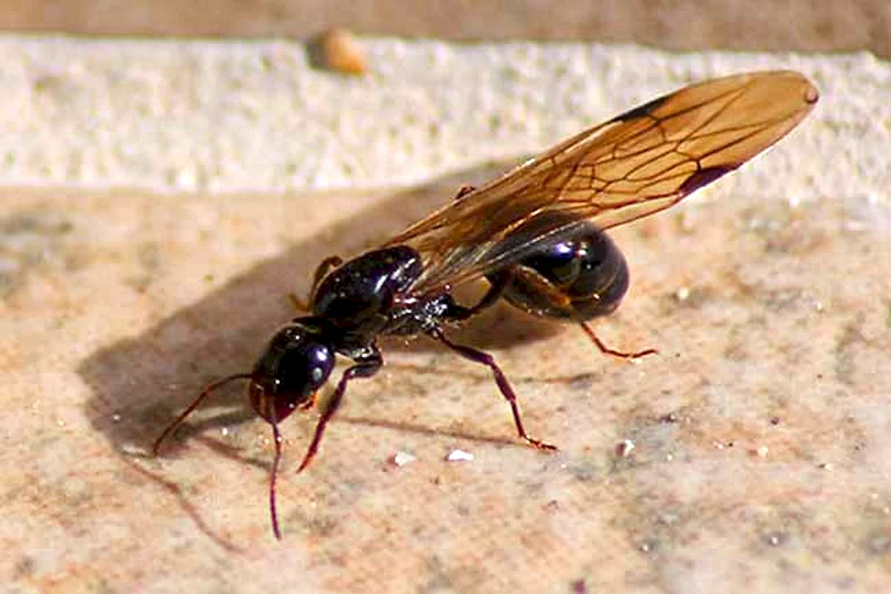 Ameisen mit Flügeln. Ameisen mit Flügeln
