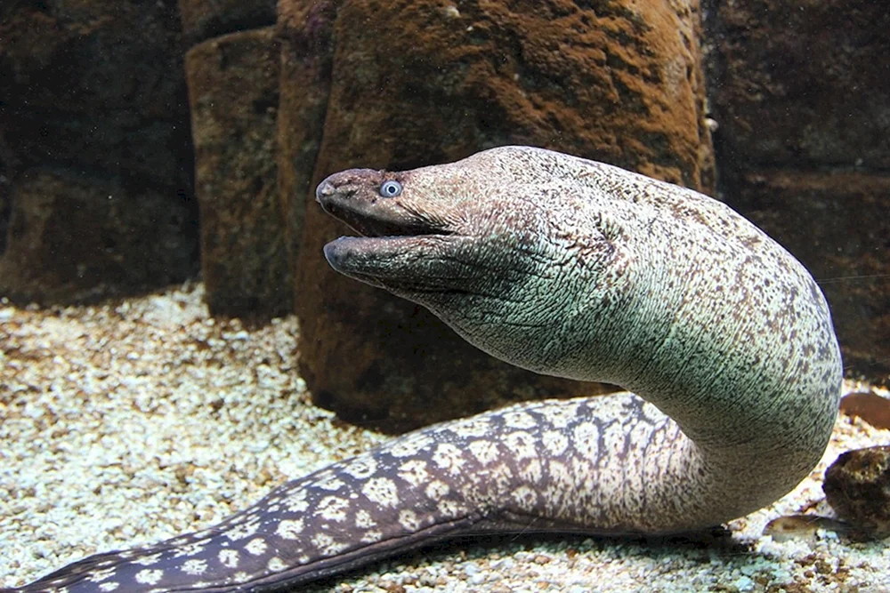 Aquarium Schlange Calamoichte