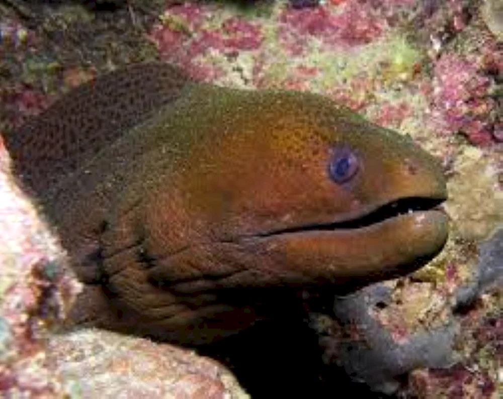 Murray-Fisch
