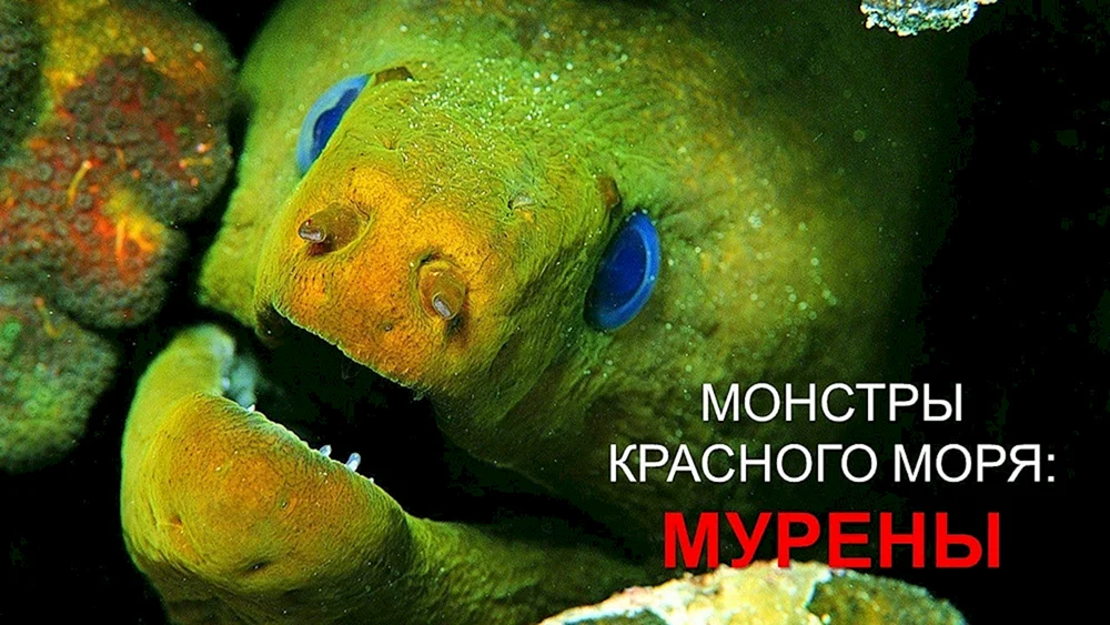 Muräne