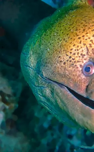 Murrea-Fisch