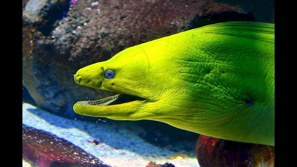 Murray-Fisch