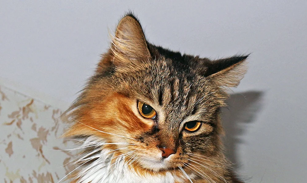 Murka-Katze