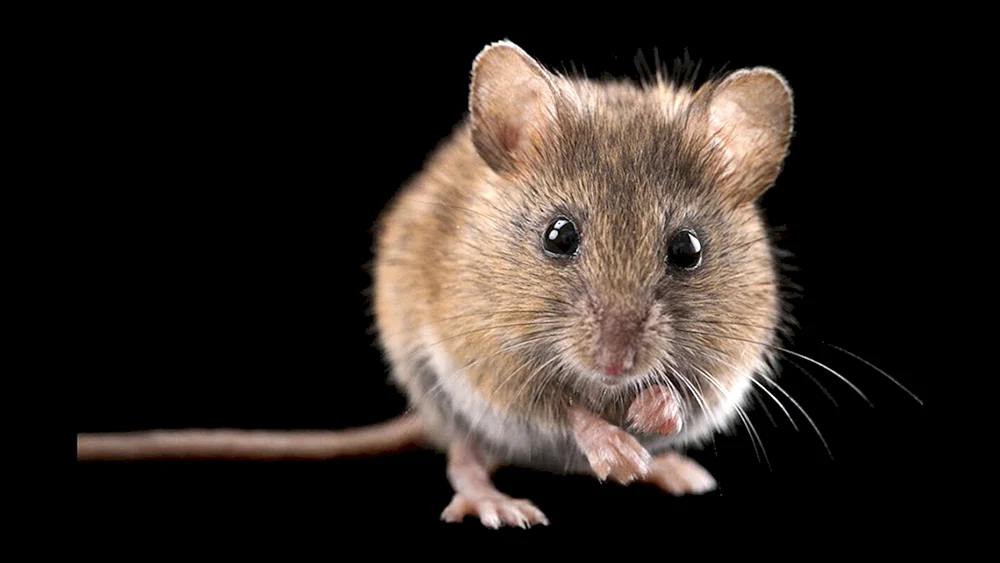 Mus musculus Hausmaus