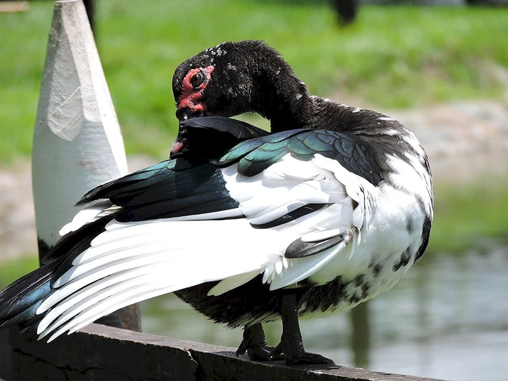 schwarze Moschusente