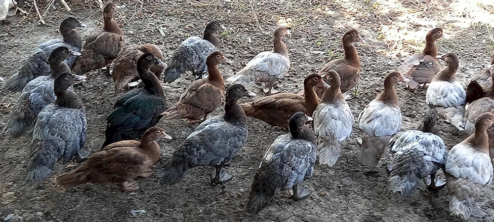 Schwerleinen-Moschus-Ente