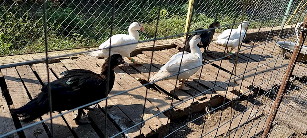 Schwerleinen-Moschus-Enten