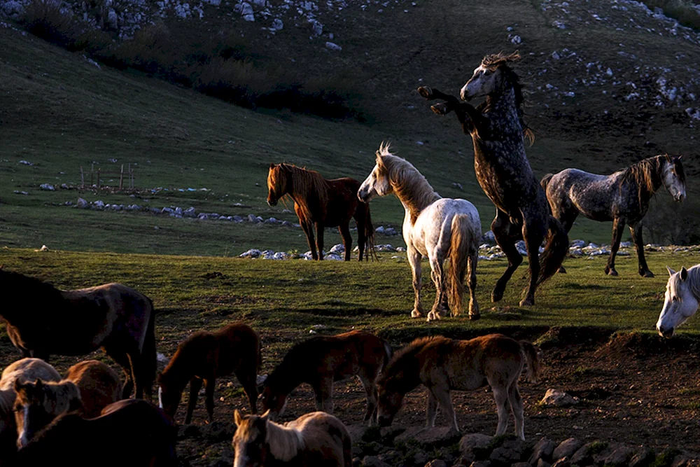 Camargue-Pferd