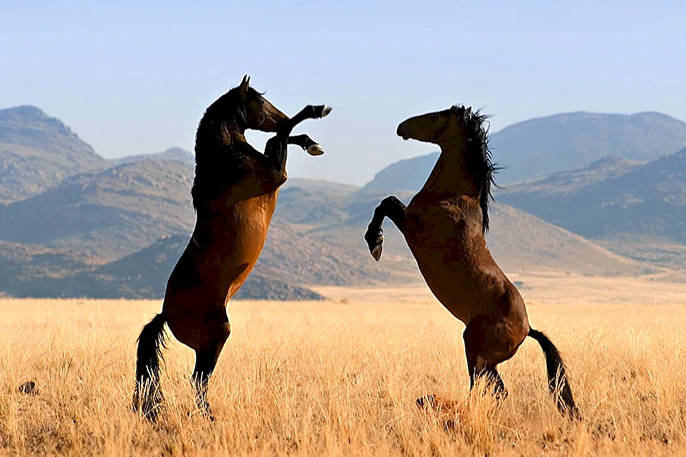 Arabisches Rennpferd Mustang