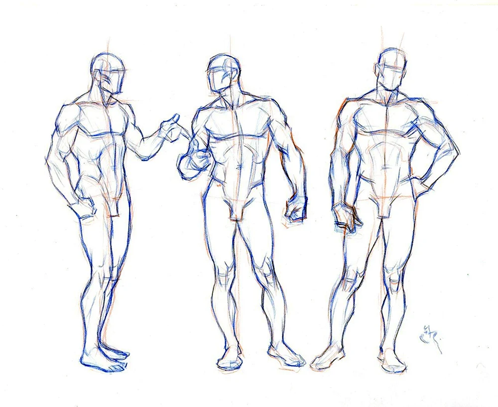 Männliche Anatomie Referenz