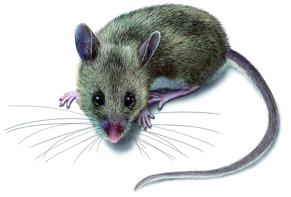 Maus