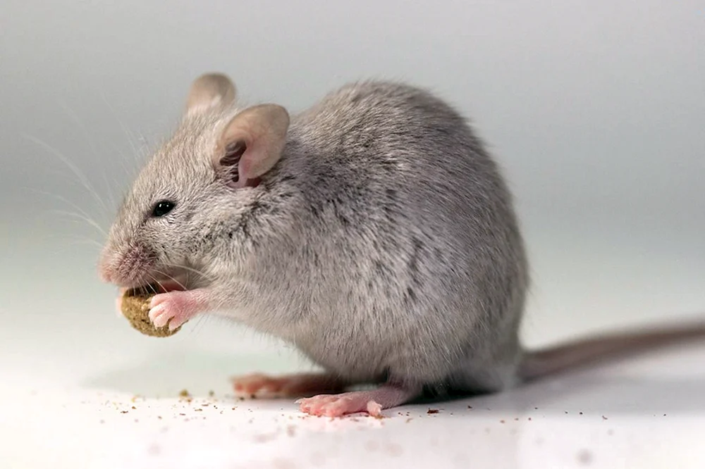 Calamouche-Ratte