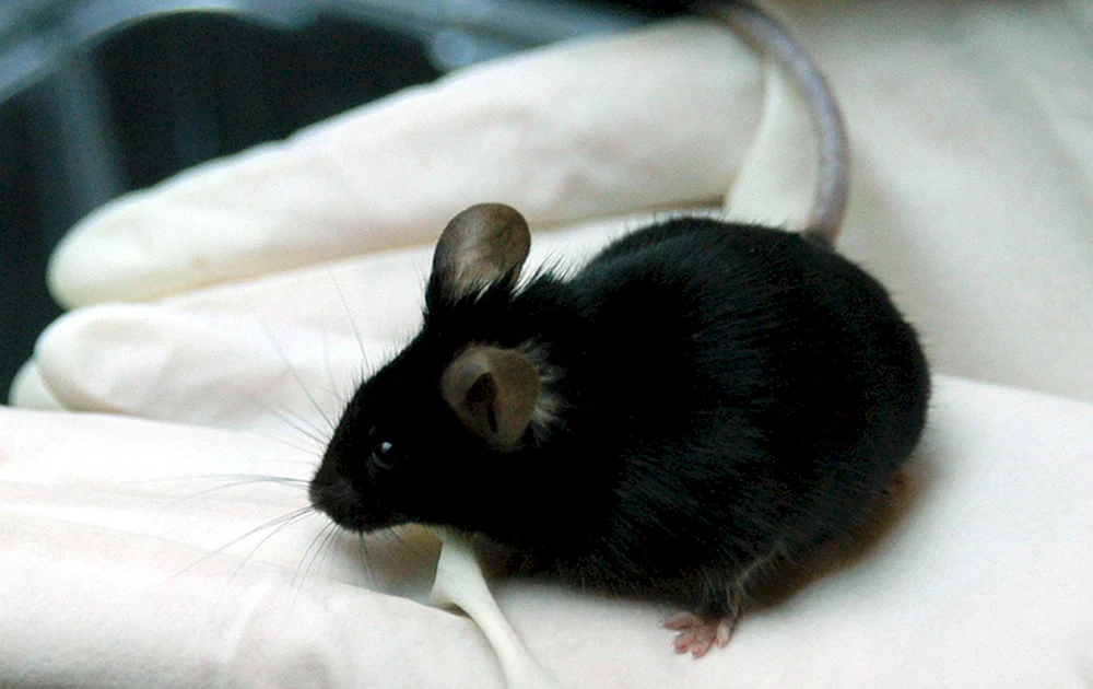 Dumbo Kapuzenratte