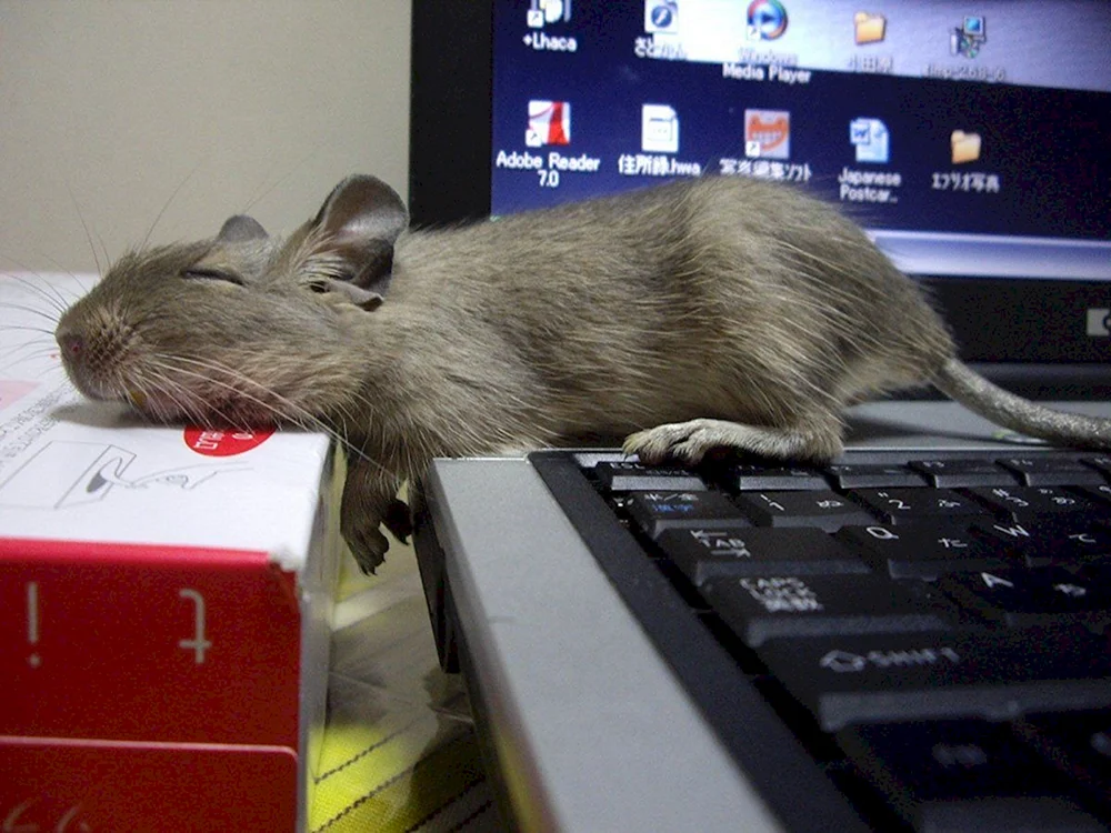 Lustige Maus