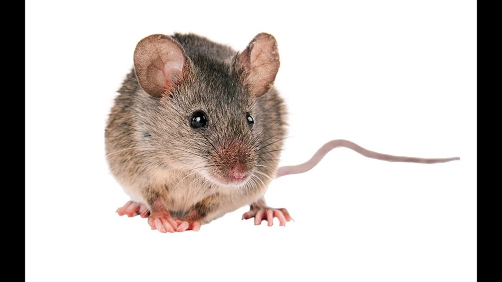 Ratte ohne Hintergrund
