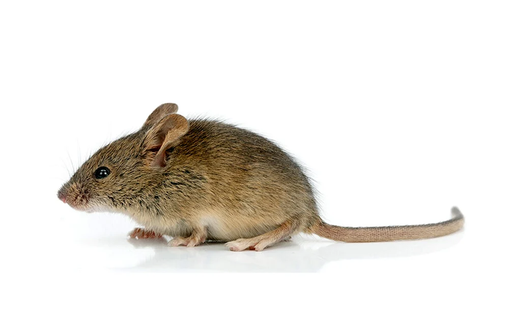 Maus Maus