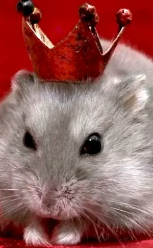 Maus mit Krone